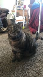 Indoor cat for adoption