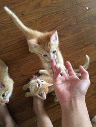 Kittens for Rehoming