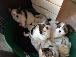 Cute Biewer Terrier Puppies For New Homes