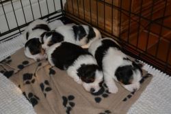 Biewer Terrier puppies available