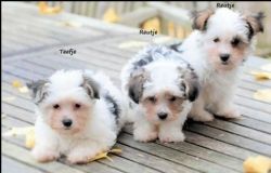 Biewer Terrier puppies available