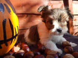 CUTE Biewer Terrier pups for sale