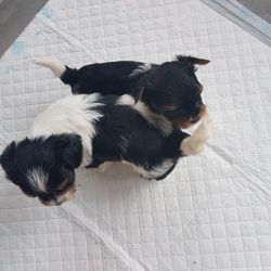 Biewer Terrier 1 Boy &1 Girl Available