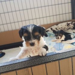 Biewer Terrier 1 Boy & Girl Available