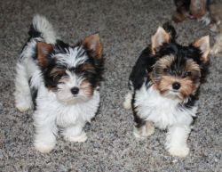 Healthy Adorable Biewer Terrier available