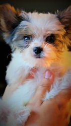 Male Biewer Yorshire Terrier