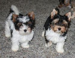 Home Trained Biewer Puppies For Rehoming