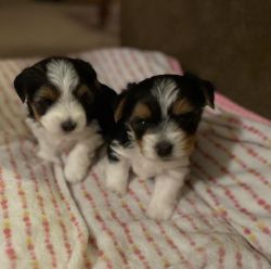 Male puppies for sale