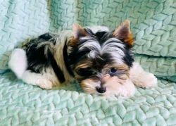 Biewer Yorkie Puppy for adoption