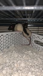 2 rescue female baby rats