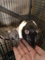 PET RATS NEED GOOD HOME