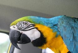Special Parrots For Sale