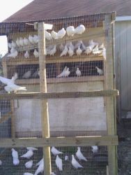 pigeons for sale white racing homers