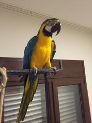Lovely blue and gold macaw Parrot for sale.