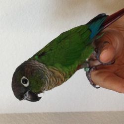 Green Cheek Conure with the Cage