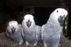 Cheap Parrot and fertile parrot eggs for sale