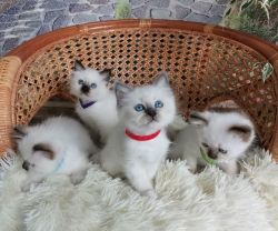 Cute Birman Kittens for Adoption
