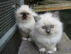 Lovely Birman kittens for sale