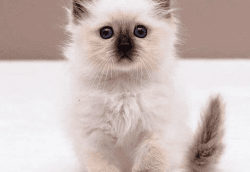 CUTE AND LOVING BIRMAN KITTENS FOR SALE