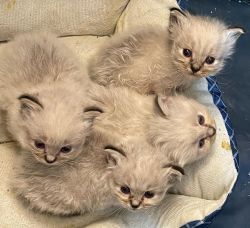 Three Birman Kittens Available For Adoption