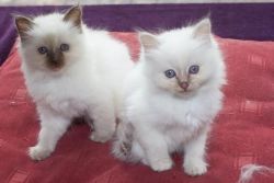 lovely and Wise Birman Kitten Available