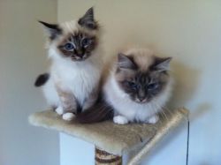 2 Beautiful Birman Kittens (xxx) xxx-xxx2
