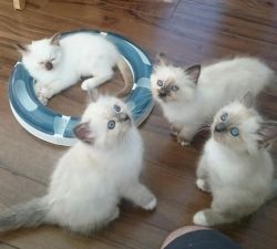 Calmed Birman Kittens