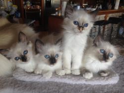 Adorable little female birman kittens for sale