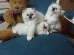 Beautiful Birman Kittens
