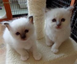 Beautiful Birman Kittens