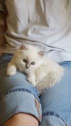 Quality Birman Kittens For Sale