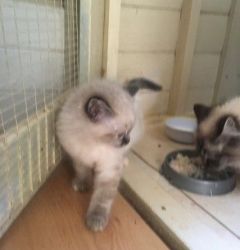 Two Very Friendly Registered Birman Kittens Looking For New Homes.