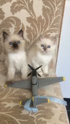 Male and Female Birman Kittens For Sale