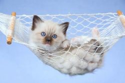 excellent birman kittens now ready for sale