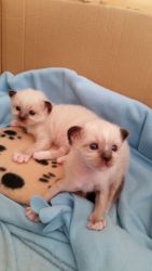 Two Beautiful Birman Kittens For Sale.