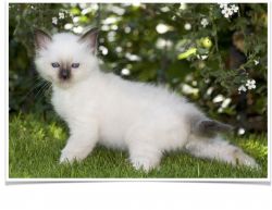 Stunning Birman Kitten for Sale