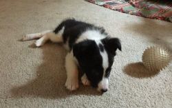 Lovely Border Collie puppies for sale.