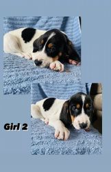 B/T coonhound/border collie I need them gone they are 3 months 4 weeks