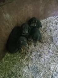 Puppies two females for sale out of two good tree dogs all spoke for b