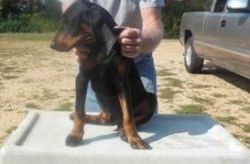 Black And Tan Coonhound Puppies For Sale