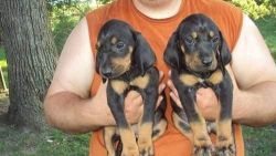 Lovely Black And Tan Coonhound Puppies Available