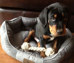 Very Best Family Black and Tan Coonhound Puppies Ready Now