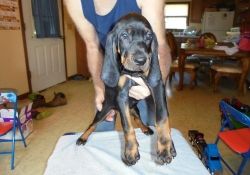 Super Cute Black and Tan Coonhound Puppies