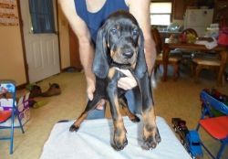 Healthy Black and Tan Coonhound Puppies For Sale