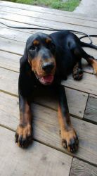 Akc black and tan coonhounds