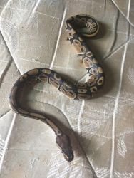 Female and Male pair Snakes