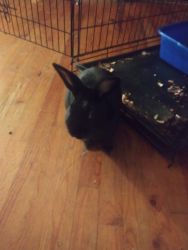 Black rabbit with cage and pan for sell
