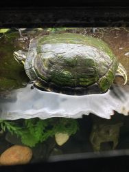 Map Turtle 5years old
