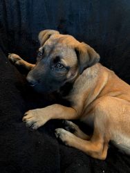 Poppy, 6 month old Black Mouth Cur puppy.