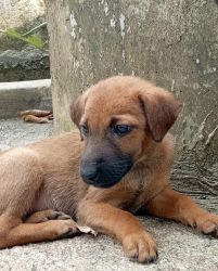Puppy for adoption in manglore